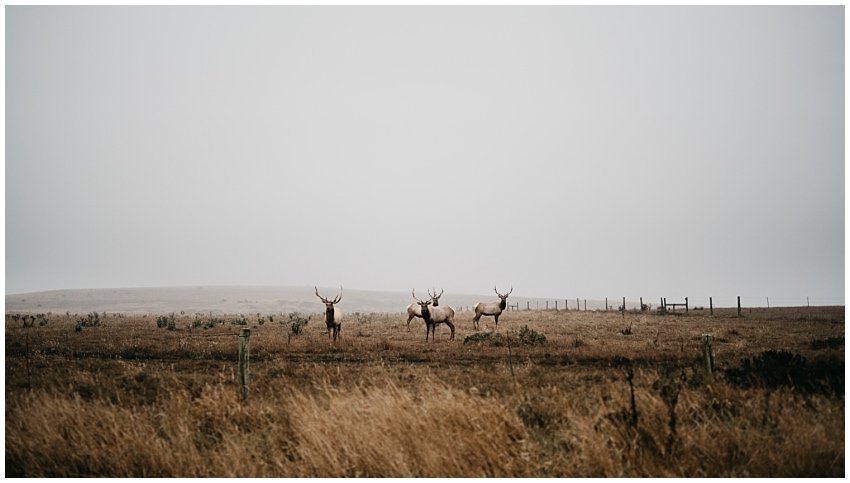 Pt. Reyes Engagement Photographer